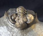 Coltraneia oufatensis MORZADEC 2001 - Bild © FossNet FossilienStore